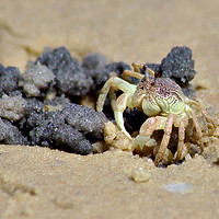 Buy canvas prints of Crab on the Beach by Jeremy Hayden