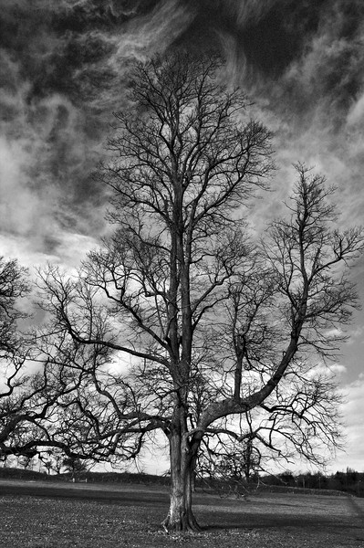 One Tree Under a Stormy Sky Picture Board by Jeremy Hayden
