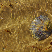 Buy canvas prints of Seashell Sun and Sea by Jeremy Hayden