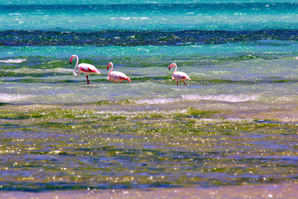 Magaruque Island Flamingos and Sea Colours Picture Board by Jeremy Hayden