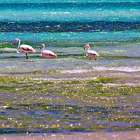 Buy canvas prints of Magaruque Island Flamingos and Sea Colours by Jeremy Hayden