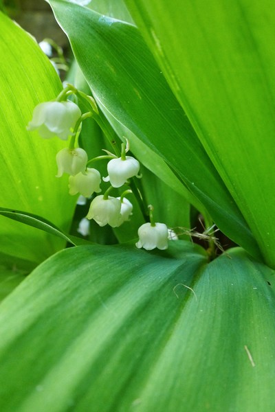 Lily of the Valley Flowers Picture Board by Jeremy Hayden