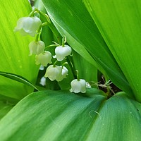 Buy canvas prints of Lily of the Valley Flowers by Jeremy Hayden