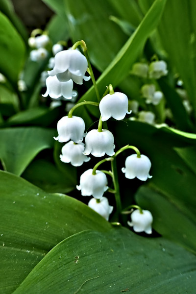 Lily of the Valley Picture Board by Jeremy Hayden