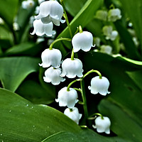Buy canvas prints of Lily of the Valley by Jeremy Hayden