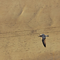 Buy canvas prints of Seagull Flying Low over the Beach by Jeremy Hayden