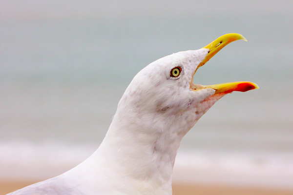 Hungry Seagull with an Open Beak Picture Board by Jeremy Hayden