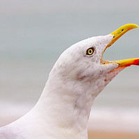 Buy canvas prints of Hungry Seagull with an Open Beak by Jeremy Hayden