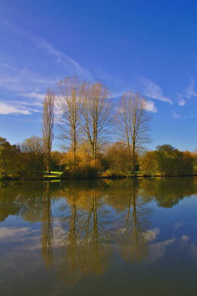 Trees In Autumn Reflections Picture Board by Jeremy Hayden