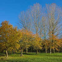 Buy canvas prints of Golden Autumn Leaves and Blue Sky by Jeremy Hayden