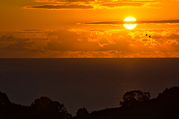 Birds in the Devon Sunrise Picture Board by Jeremy Hayden