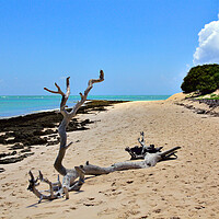 Buy canvas prints of Driftwood on the Beach on Magaruque by Jeremy Hayden