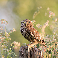 Buy canvas prints of The Little Owl by Roeselien Raimond