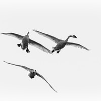 Buy canvas prints of Swans in Flight by Chris Sweet