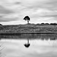 Buy canvas prints of Reflected Tree by Chris Sweet