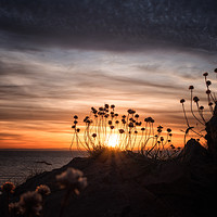 Buy canvas prints of Sea Thrift Sunset by Chris Sweet