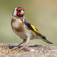 Buy canvas prints of Goldfinch  by MARTIN CRUSH