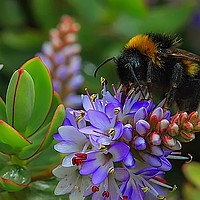 Buy canvas prints of The Importance of Beeing a Bee by MARTIN CRUSH