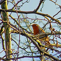 Buy canvas prints of the robbin redbreast by paul ratcliffe