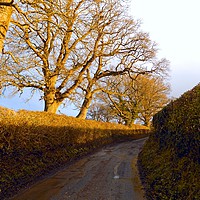 Buy canvas prints of the lane by paul ratcliffe
