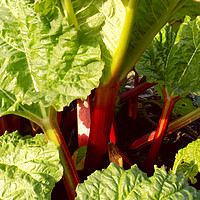 Buy canvas prints of rhubarb by paul ratcliffe