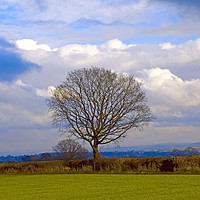 Buy canvas prints of lone tree by paul ratcliffe
