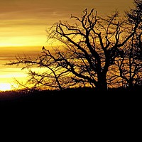 Buy canvas prints of sunset silhouette,herefordshire by paul ratcliffe
