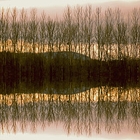 Buy canvas prints of silver birch reflection in herefordshire by paul ratcliffe