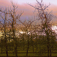 Buy canvas prints of young apple trees at sunset by paul ratcliffe