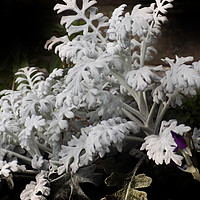 Buy canvas prints of dusty miller by paul ratcliffe