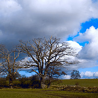 Buy canvas prints of sun bathed trees,herefordshire by paul ratcliffe