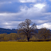 Buy canvas prints of old tree at whitney on wye. by paul ratcliffe