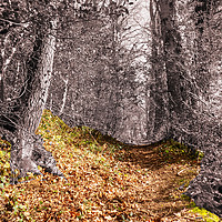 Buy canvas prints of woodland walk by paul ratcliffe