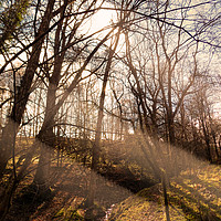 Buy canvas prints of a sunlit coppice by paul ratcliffe