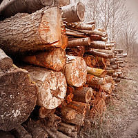 Buy canvas prints of stacked logs by paul ratcliffe