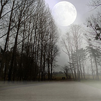 Buy canvas prints of moon amongst the trees by paul ratcliffe