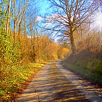 Buy canvas prints of sunlit country lane by paul ratcliffe