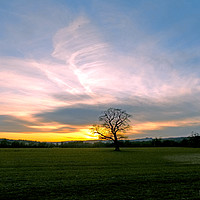 Buy canvas prints of the sunset tree by paul ratcliffe