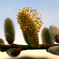 Buy canvas prints of catkins by paul ratcliffe