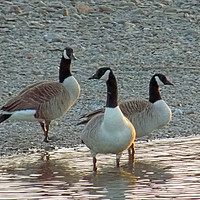 Buy canvas prints of canadian geese by paul ratcliffe