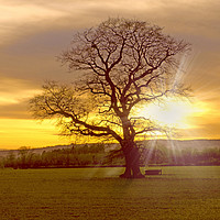 Buy canvas prints of light through the branches by paul ratcliffe