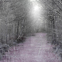Buy canvas prints of the lilac path by paul ratcliffe
