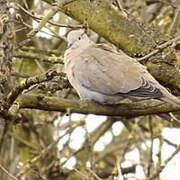 Buy canvas prints of resting wood pigeon by paul ratcliffe