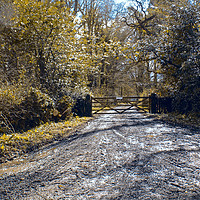 Buy canvas prints of gated woodland by paul ratcliffe
