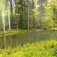 Buy canvas prints of woodland pool by paul ratcliffe