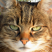 Buy canvas prints of tabby by paul ratcliffe
