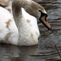Buy canvas prints of drinking swan by paul ratcliffe