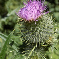 Buy canvas prints of thistle by paul ratcliffe