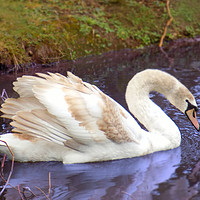 Buy canvas prints of signet swan by paul ratcliffe