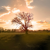Buy canvas prints of sunset tree herefordshire by paul ratcliffe